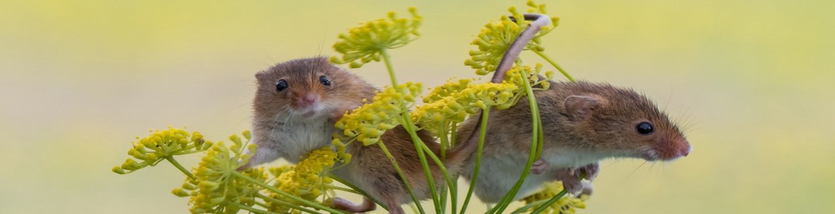 Vinaora Nivo Slider 3.x