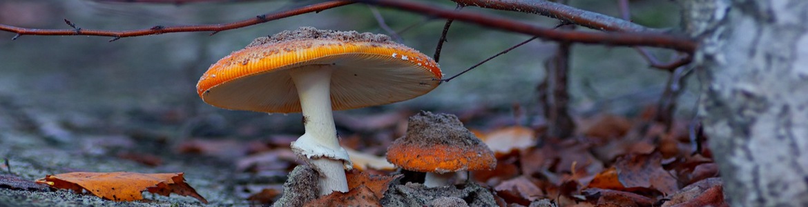 Vinaora Nivo Slider 3.x