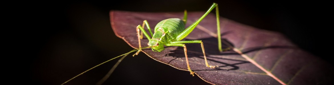 Vinaora Nivo Slider 3.x