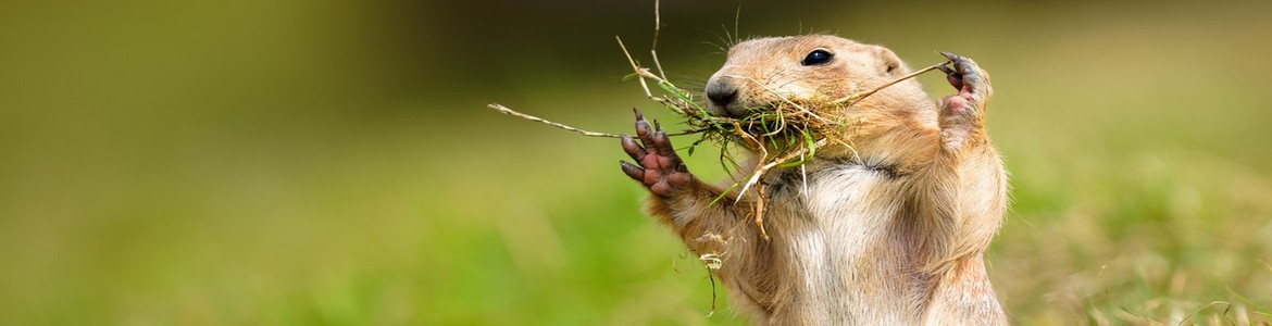 Vinaora Nivo Slider 3.x