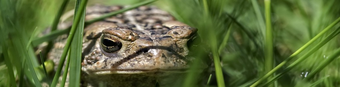 Vinaora Nivo Slider 3.x