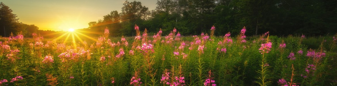 Vinaora Nivo Slider 3.x